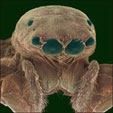 Avatar Picture